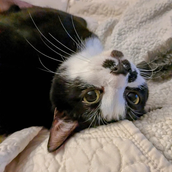 Time spent with cats and yarn is never wasted tin metal sign - Picture 5 of 6